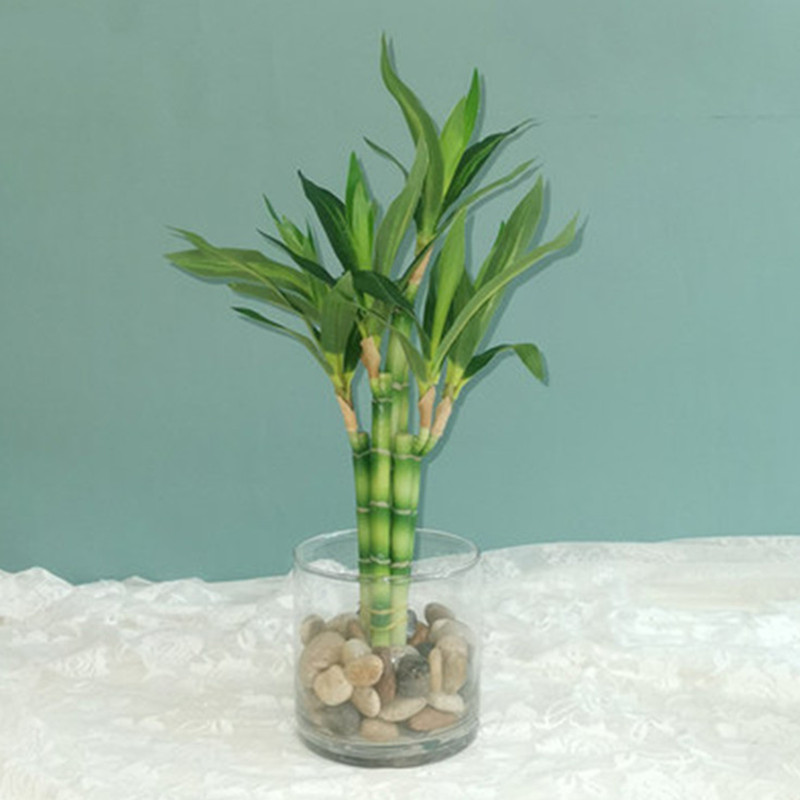 Aquarium Planted Tank - Nowy 40cm rFtificial Lucky Bamboo Succulent