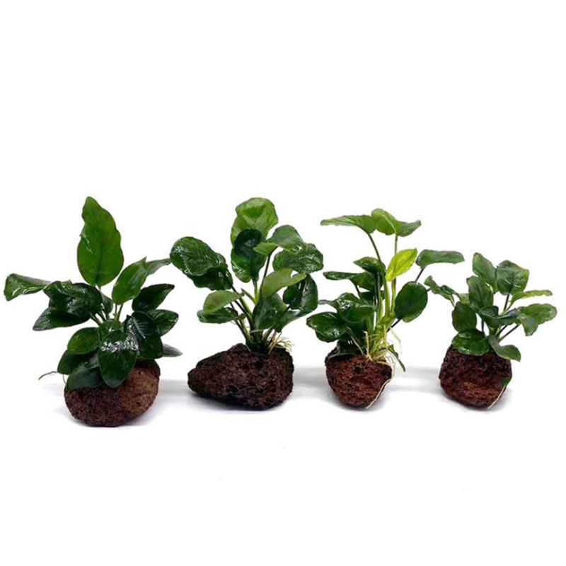 Wulkaniczna dekoracja akwarium – Aquarium Planted Tank Filter recenzja i cena