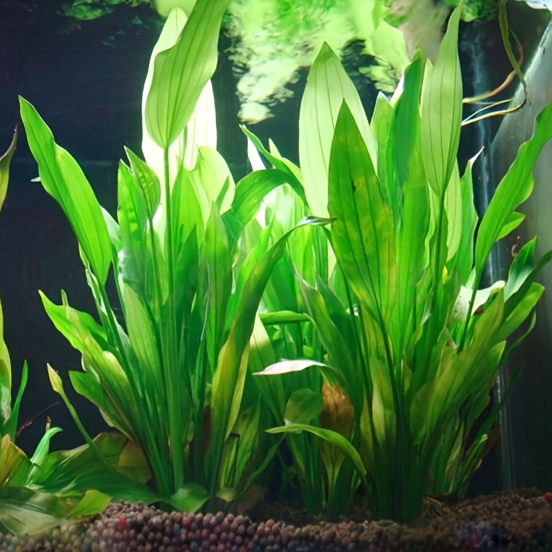 10 szt. Sztucznych roślin wodn – Non Planted Aquarium Fish recenzja i cena