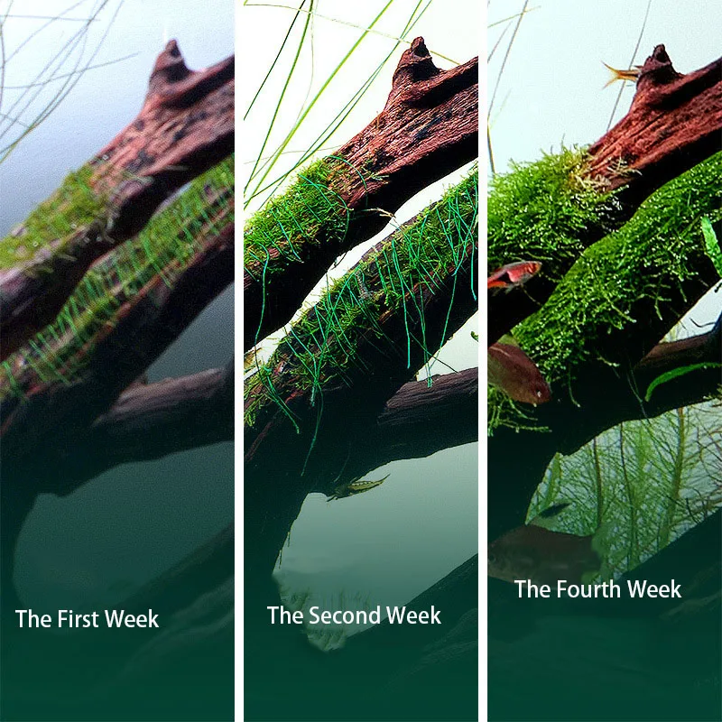 Biodegradowalna nić do akwariu – Planted Aquarium With Rocks recenzja i cena